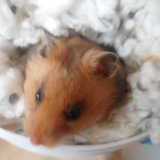 Giselle