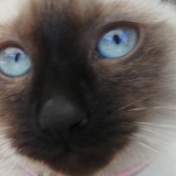 Nougatine ¤⊰♥⊱¤ 