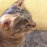 Loulie 