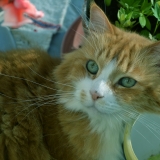 Minou