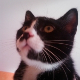 cachou ..gros mimi..et mikette