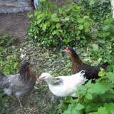 les cotcot