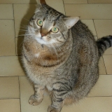 chipie