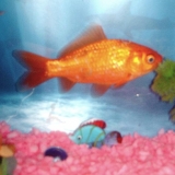 Belmando