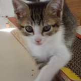 manille