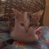 chouchou