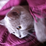 Chui