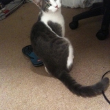 titou 