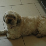 Pilou