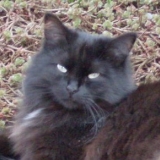 miké