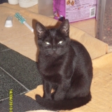 jessy