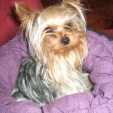 Filou