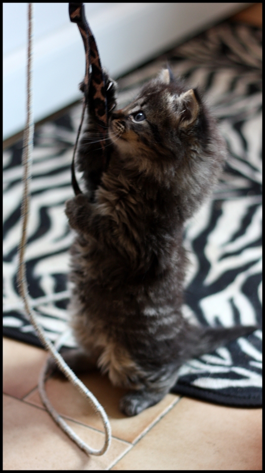 Chat - Other - Snickers