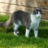 Gandalf