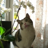 Plume