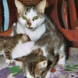 Mimi