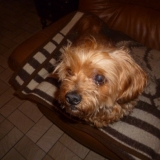Filou