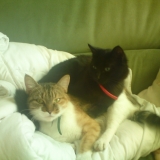 nougatine et plumette