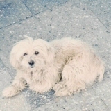 Osito