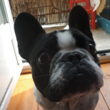 Gus