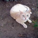 Garfield