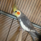 rio