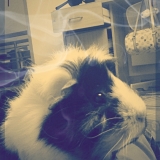 ♥Chipie♥