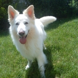 Tyson