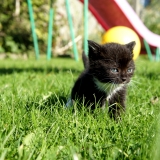 Neko