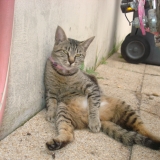 cristal