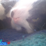loulou