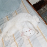 Newton