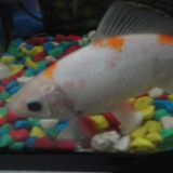 Nemo Ƹ̵̡Ӝ̵̨̄Ʒ