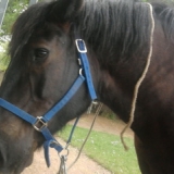 Myrtille