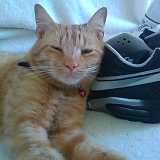 BUZZ