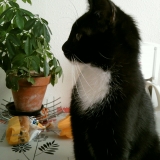 Chipeur