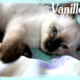 Vanille