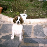 Sam