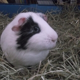 Domino