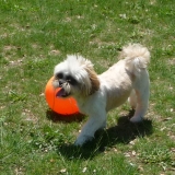 Gipsy
