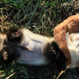 1. Le furet du bois joli