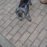 molly