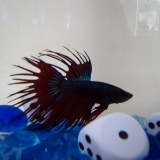 Izao