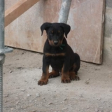 Goliath