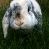 PanPan