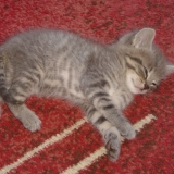 Kitty