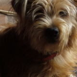 junior