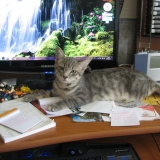 sweety