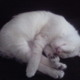 Yéti