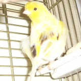 titi